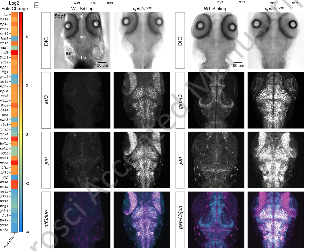 paper preprint collaboration with nicolson lab