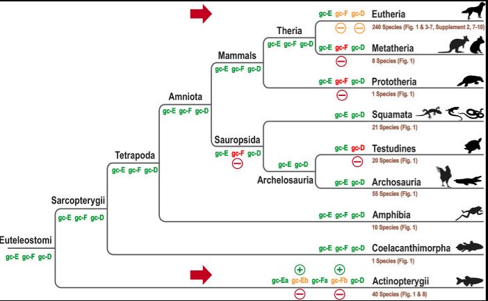 phylogentic tree