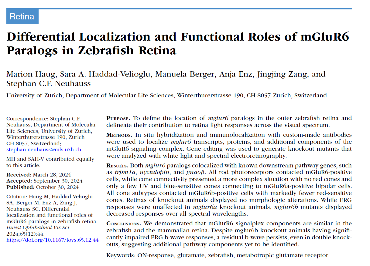 paper : differential localization and functional roles of mglur6 paralogs in zebrafish retina